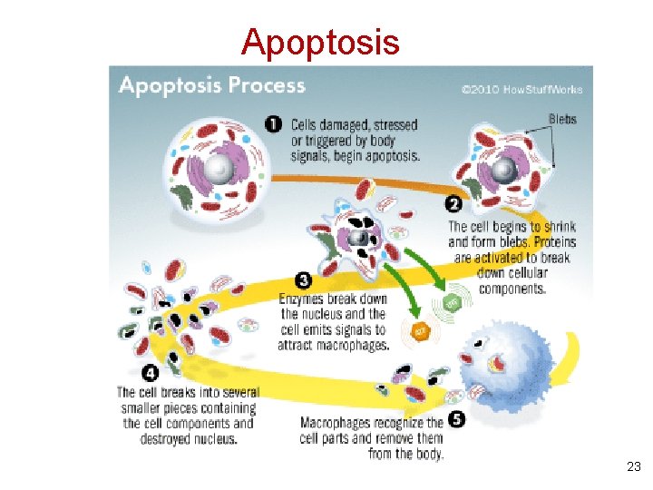 Apoptosis 23 Apoptosis 23