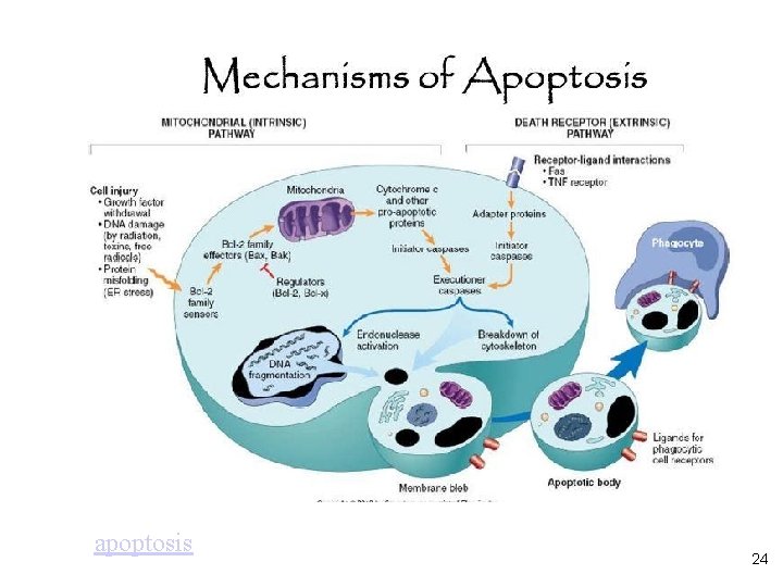 apoptosis 24 apoptosis 24