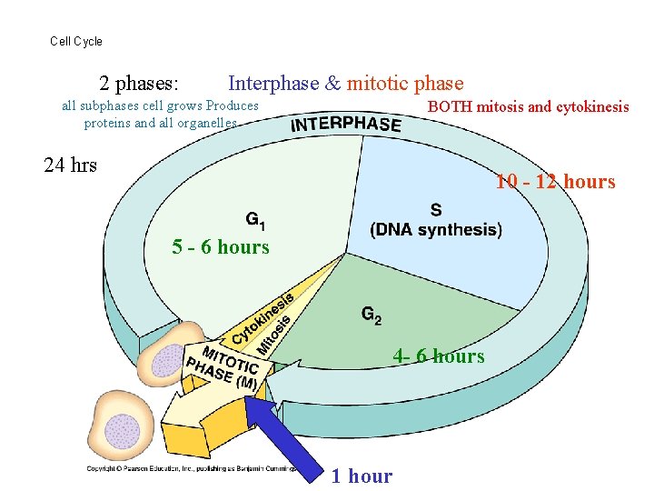 Cell Cycle 2 phases: Interphase & mitotic phase all subphases cell grows Produces proteins Cell Cycle 2 phases: Interphase & mitotic phase all subphases cell grows Produces proteins