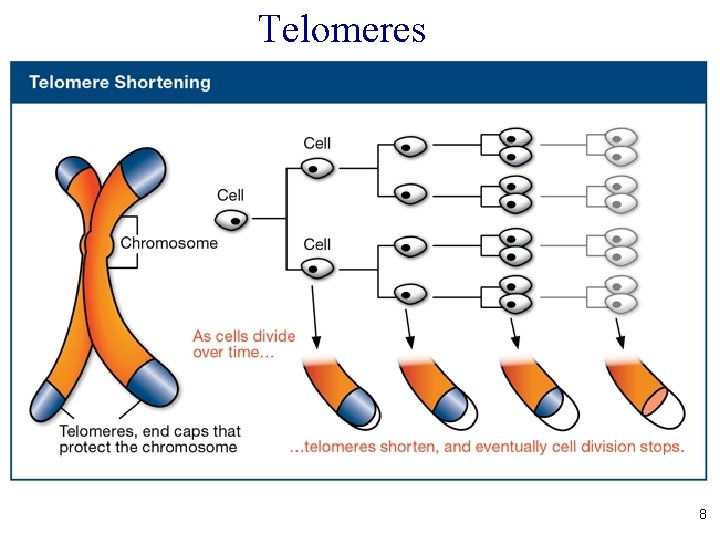 Telomeres 8 Telomeres 8