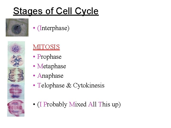 Stages of Cell Cycle • (Interphase) MITOSIS • Prophase • Metaphase • Anaphase • Stages of Cell Cycle • (Interphase) MITOSIS • Prophase • Metaphase • Anaphase •