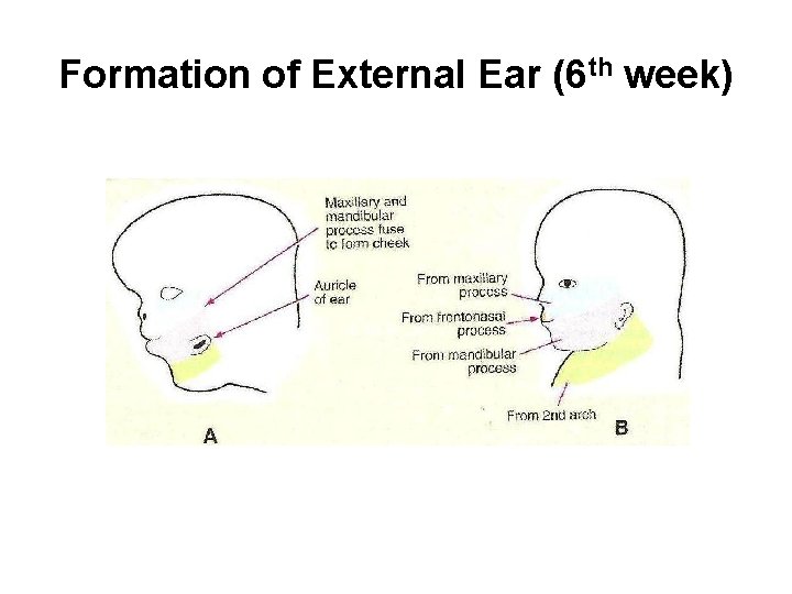 Formation of External Ear (6 th week) 