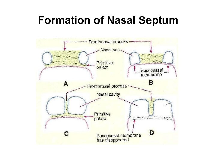 Formation of Nasal Septum 
