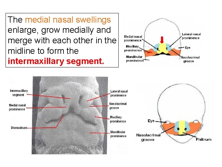The medial nasal swellings enlarge, grow medially and merge with each other in the