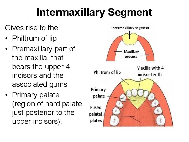 Intermaxillary Segment Gives rise to the: • Philtrum of lip • Premaxillary part of