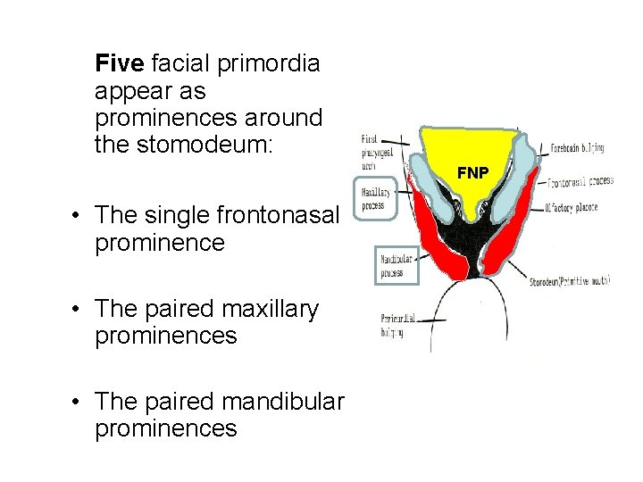 Five facial primordia appear as prominences around the stomodeum: FNP • The single frontonasal