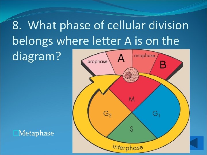 8. What phase of cellular division belongs where letter A is on the diagram?