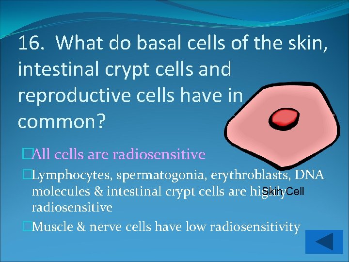 16. What do basal cells of the skin, intestinal crypt cells and reproductive cells