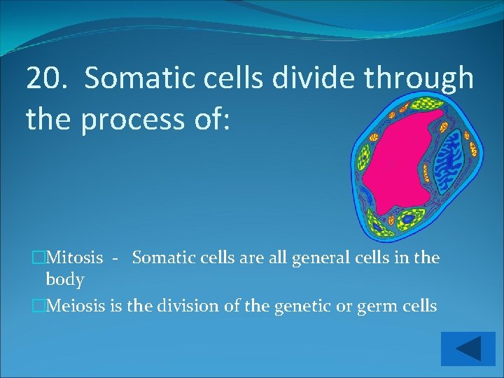 20. Somatic cells divide through the process of: �Mitosis - Somatic cells are all