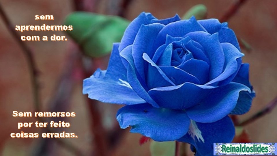 sem aprendermos com a dor. Sem remorsos por ter feito coisas erradas. 