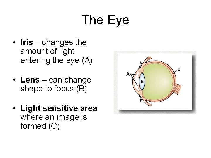 The Eye • Iris – changes the amount of light entering the eye (A)