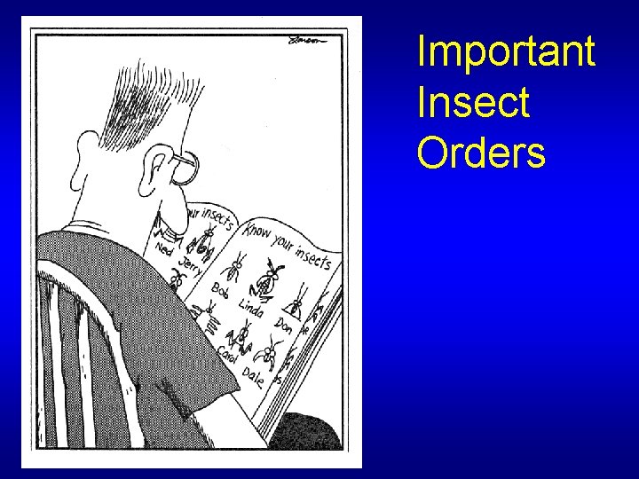 Important Insect Orders 