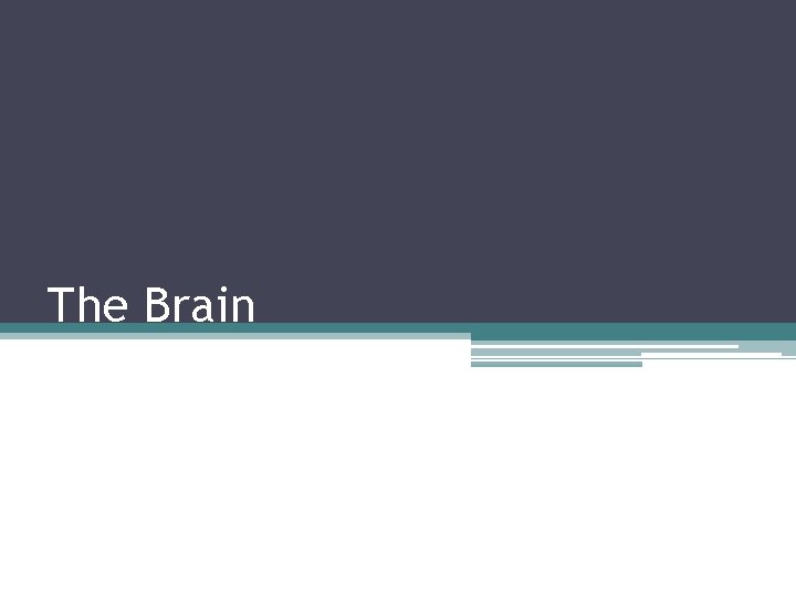 The Brain 