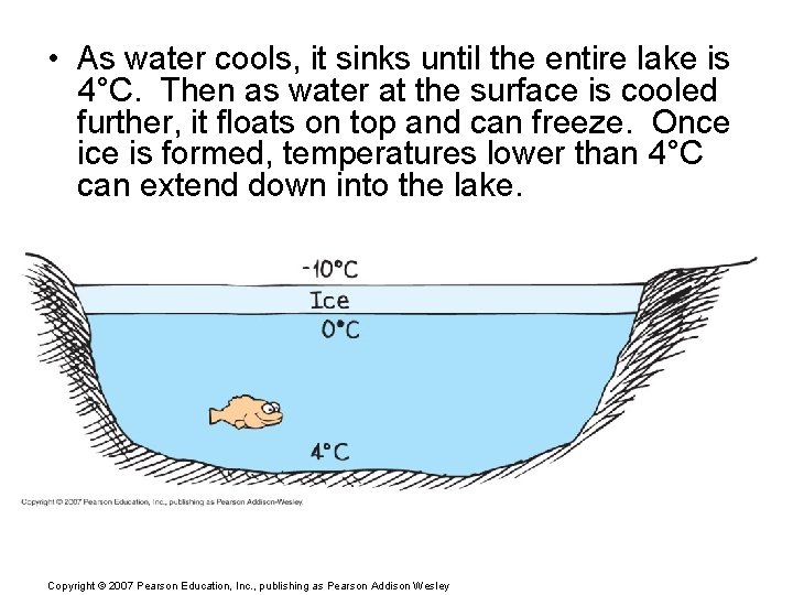  • As water cools, it sinks until the entire lake is 4°C. Then