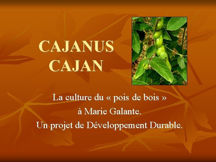 CAJANUS CAJAN La culture du « pois de bois » à Marie Galante. Un