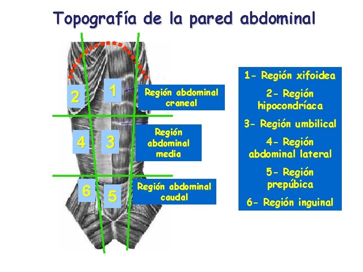 Introduccin a la anatoma de la cavidad abdominal
