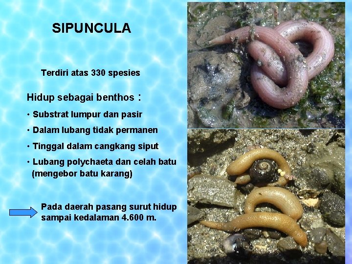 SIPUNCULA Terdiri atas 330 spesies Hidup sebagai benthos : • Substrat lumpur dan pasir