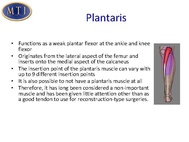 Plantaris • Functions as a weak plantar flexor at the ankle and knee flexor