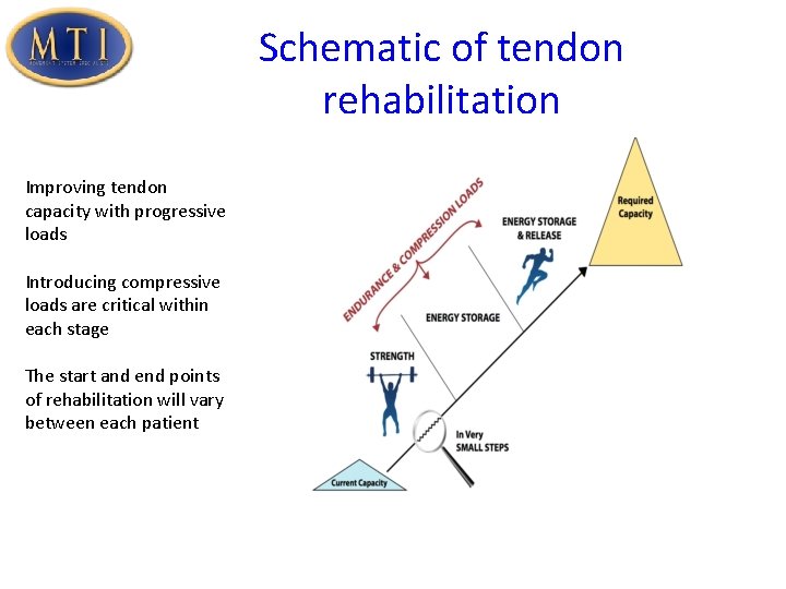 Schematic of tendon rehabilitation Improving tendon capacity with progressive loads Introducing compressive loads are