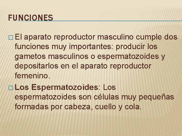 FUNCIONES � El aparato reproductor masculino cumple dos funciones muy importantes: producir los gametos