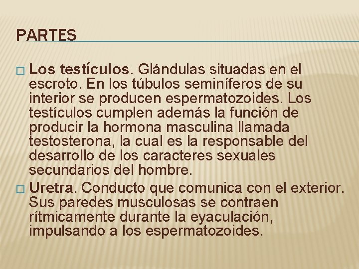 PARTES � Los testículos. Glándulas situadas en el escroto. En los túbulos seminíferos de