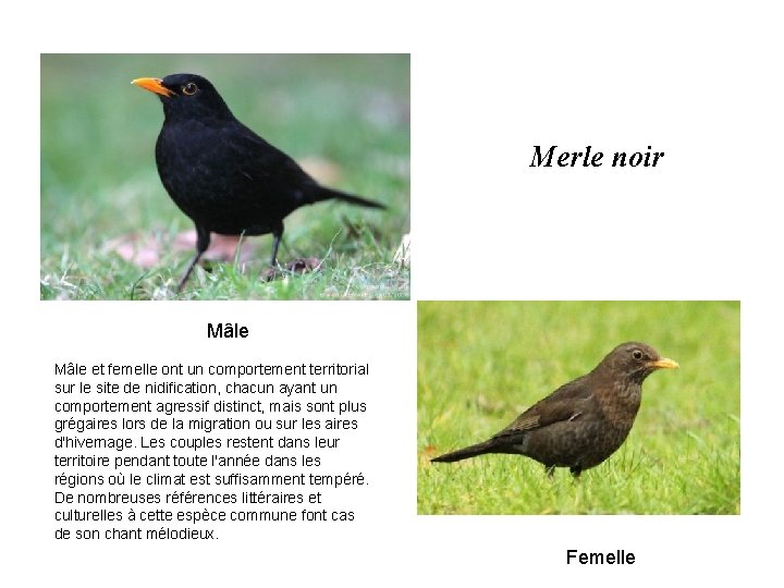 Merle noir Mâle et femelle ont un comportement territorial sur le site de nidification,