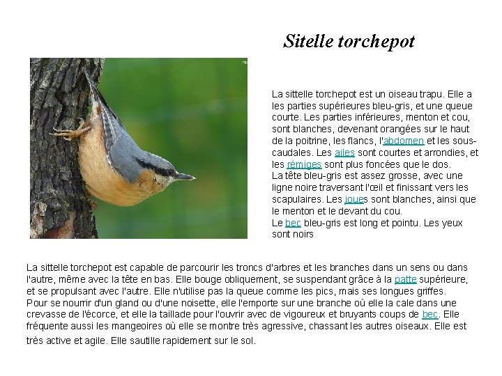 Sitelle torchepot La sittelle torchepot est un oiseau trapu. Elle a les parties supérieures