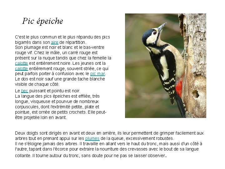 Pic épeiche C'est le plus commun et le plus répandu des pics bigarrés dans