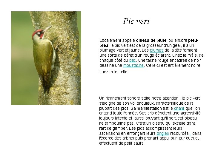 Pic vert Localement appelé oiseau de pluie, ou encore pleu, le pic vert est