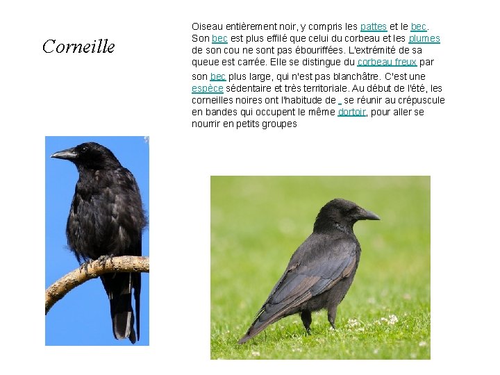 Corneille Oiseau entièrement noir, y compris les pattes et le bec. Son bec est