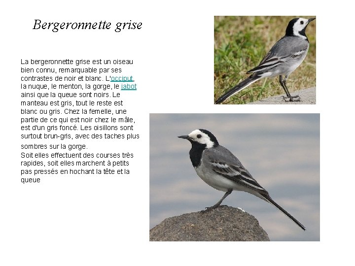 Bergeronnette grise La bergeronnette grise est un oiseau bien connu, remarquable par ses contrastes