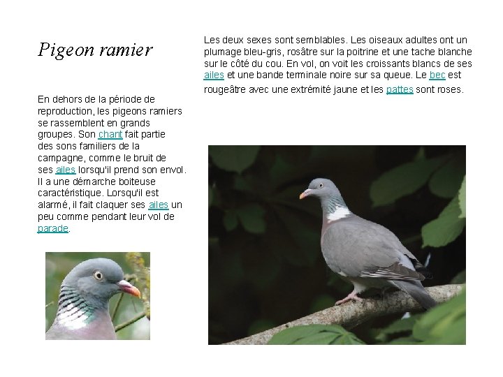 Pigeon ramier En dehors de la période de reproduction, les pigeons ramiers se rassemblent