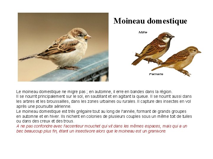 Moineau domestique Le moineau domestique ne migre pas ; en automne, il erre en