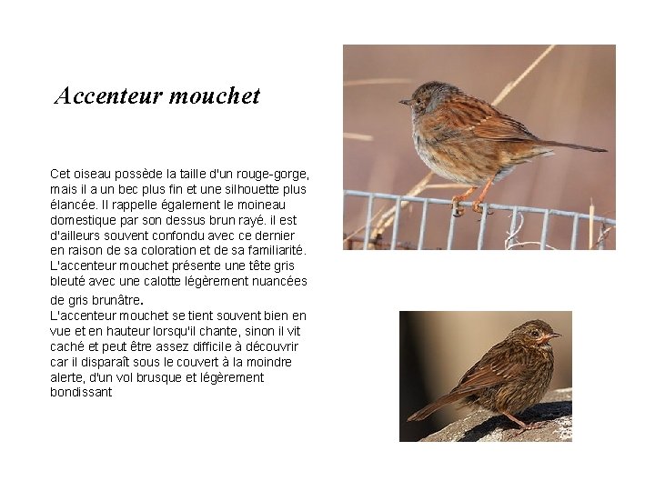 Accenteur mouchet Cet oiseau possède la taille d'un rouge-gorge, mais il a un bec