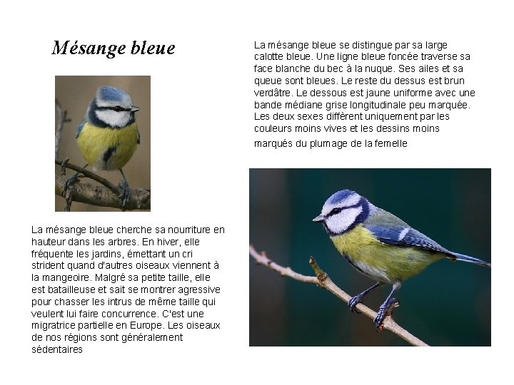 Mésange bleue La mésange bleue cherche sa nourriture en hauteur dans les arbres. En