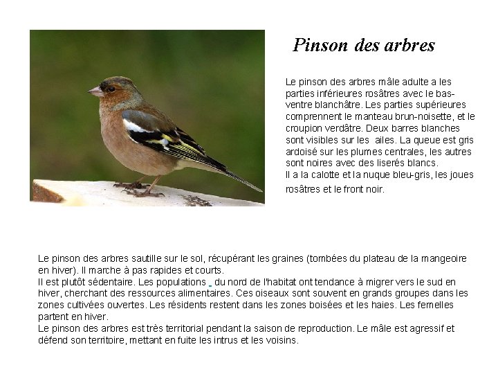 Pinson des arbres Le pinson des arbres mâle adulte a les parties inférieures rosâtres