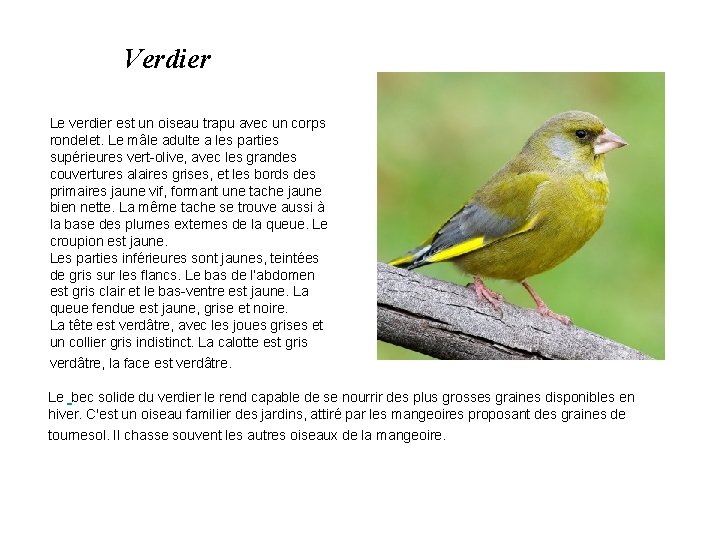 Verdier Le verdier est un oiseau trapu avec un corps rondelet. Le mâle adulte