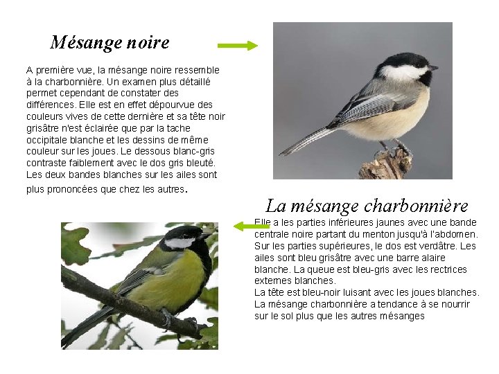 Mésange noire A première vue, la mésange noire ressemble à la charbonnière. Un examen