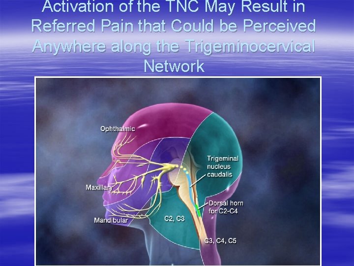 Activation of the TNC May Result in Referred Pain that Could be Perceived Anywhere