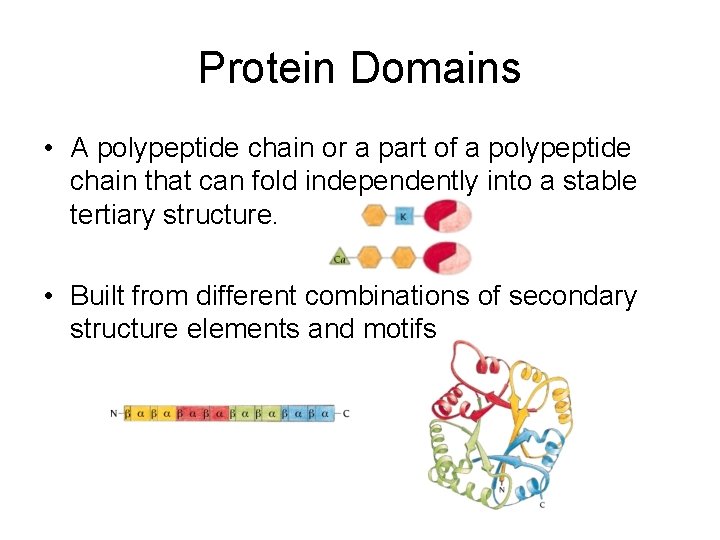 Protein Domains • A polypeptide chain or a part of a polypeptide chain that