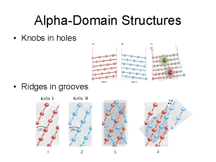 Alpha-Domain Structures • Knobs in holes • Ridges in grooves 