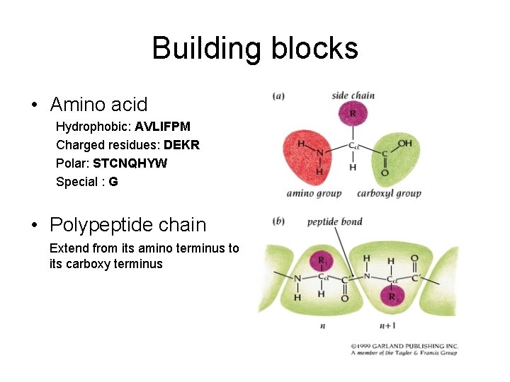 Building blocks • Amino acid Hydrophobic: AVLIFPM Charged residues: DEKR Polar: STCNQHYW Special :