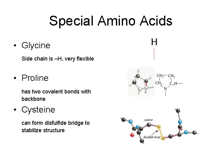 Special Amino Acids • Glycine Side chain is –H, very flexible • Proline has