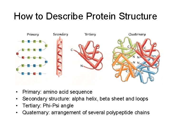 How to Describe Protein Structure • • Primary: amino acid sequence Secondary structure: alpha