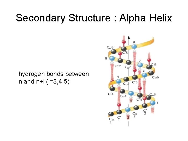 Secondary Structure : Alpha Helix hydrogen bonds between n and n+i (i=3, 4, 5)