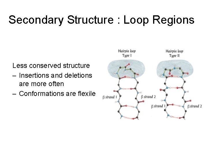 Secondary Structure : Loop Regions Less conserved structure – Insertions and deletions are more