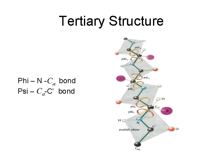 Tertiary Structure Phi – N bond Psi – -C’ bond 