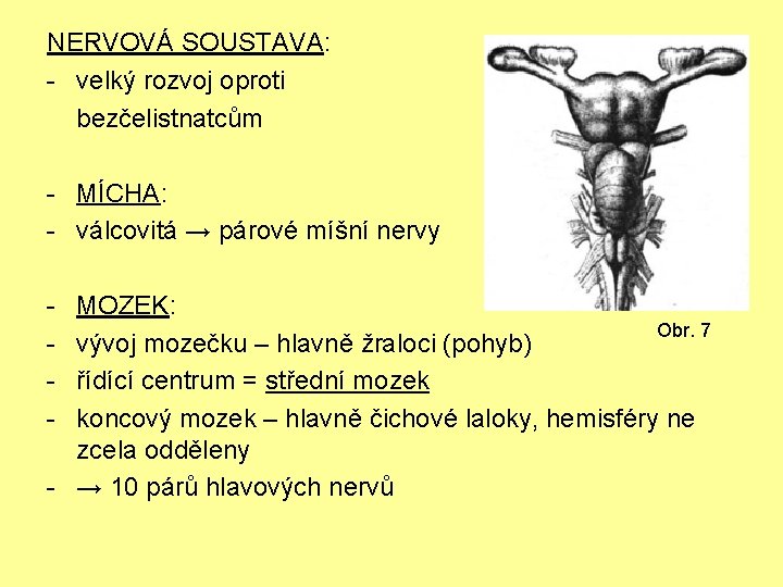 NERVOVÁ SOUSTAVA: - velký rozvoj oproti bezčelistnatcům - MÍCHA: - válcovitá → párové míšní