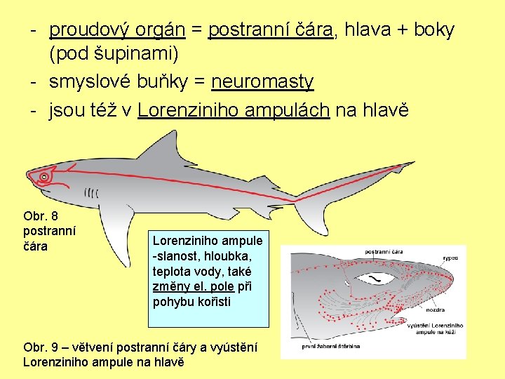 - proudový orgán = postranní čára, hlava + boky (pod šupinami) - smyslové buňky