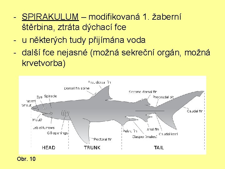 - SPIRAKULUM – modifikovaná 1. žaberní štěrbina, ztráta dýchací fce - u některých tudy